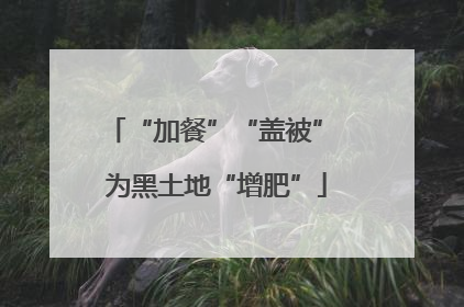 “加餐”“盖被” 为黑土地“增肥”