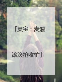 灵宝：麦浪滚滚抢收忙