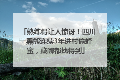 熟练得让人惊讶！四川一黑熊连续3年进村偷蜂蜜，藏哪都找得到