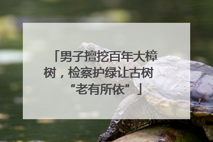 男子擅挖百年大樟树，检察护绿让古树“老有所依”
