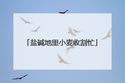 盐碱地里小麦收割忙