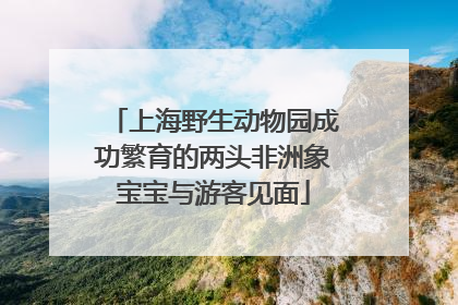 上海野生动物园成功繁育的两头非洲象宝宝与游客见面