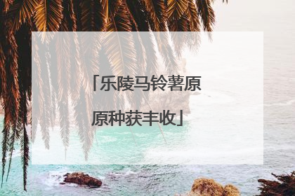 乐陵马铃薯原原种获丰收
