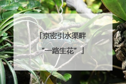 京密引水渠畔“一路生花”