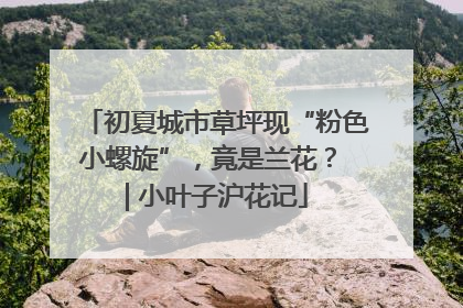 初夏城市草坪现“粉色小螺旋”，竟是兰花？ | 小叶子沪花记