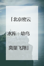 北京密云水库：幼鸟离巢飞翔