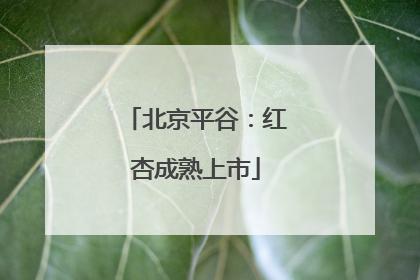 北京平谷：红杏成熟上市