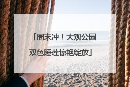 周末冲！大观公园双色睡莲惊艳绽放