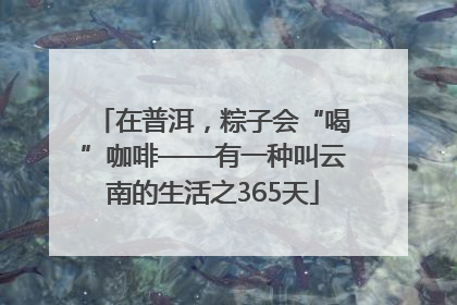 在普洱，粽子会“喝”咖啡——有一种叫云南的生活之365天