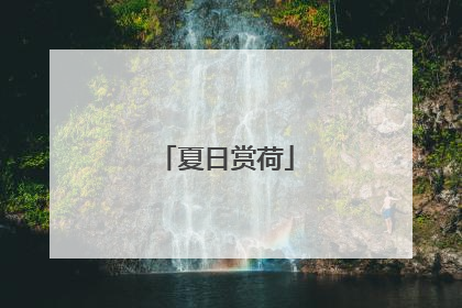 夏日赏荷