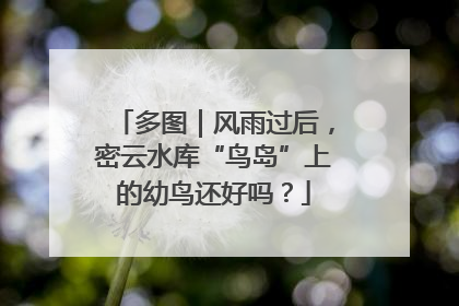 多图｜风雨过后，密云水库“鸟岛”上的幼鸟还好吗？