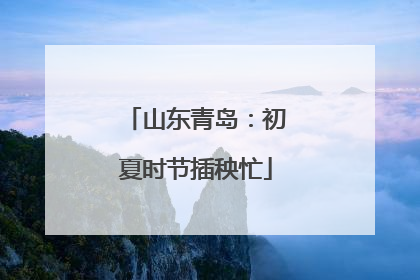 山东青岛：初夏时节插秧忙