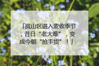 岚山区进入麦收季节，昔日“老大难”，变成今朝“抢手货”！