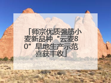 师宗优质强筋小麦新品种“云麦80”旱地生产示范喜获丰收
