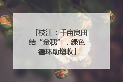 枝江：千亩良田结“金穗”，绿色循环助增收