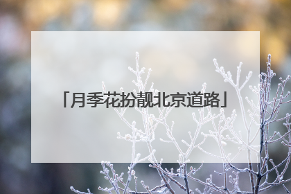 月季花扮靓北京道路