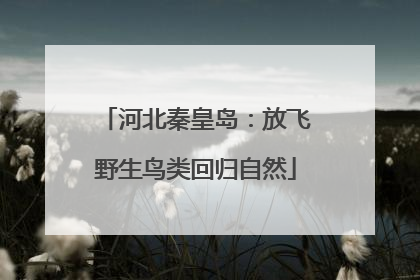 河北秦皇岛：放飞野生鸟类回归自然