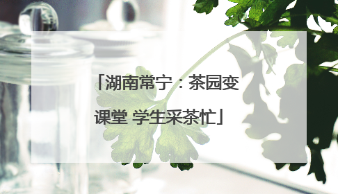 湖南常宁：茶园变课堂 学生采茶忙