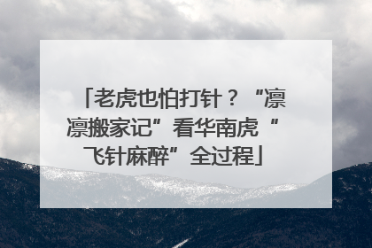 老虎也怕打针？“凛凛搬家记”看华南虎“飞针麻醉”全过程