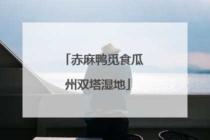 赤麻鸭觅食瓜州双塔湿地