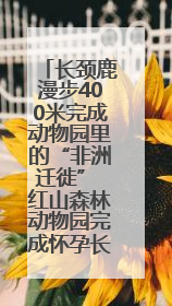 长颈鹿漫步400米完成动物园里的“非洲迁徙” 红山森林动物园完成怀孕长颈鹿步行转运