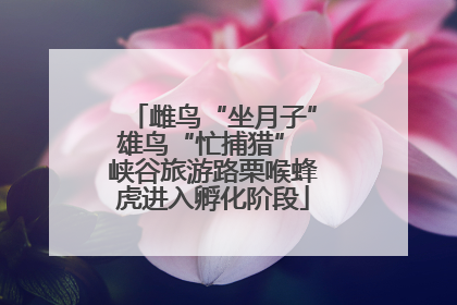 雌鸟“坐月子”雄鸟“忙捕猎” 峡谷旅游路栗喉蜂虎进入孵化阶段