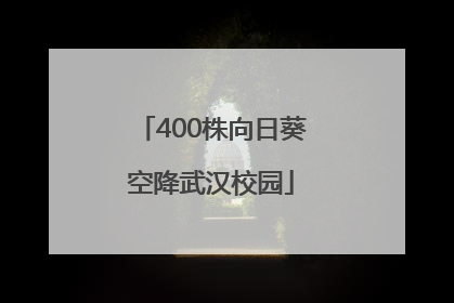 400株向日葵空降武汉校园